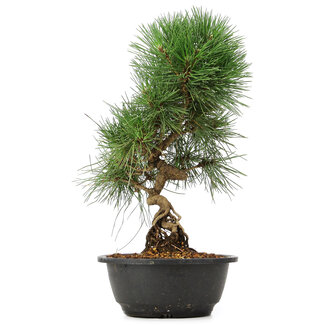 Pinus thunbergii, 36 cm, ± 12 years old