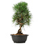 Pinus thunbergii, 36 cm, ± 12 jaar oud