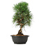 Pinus thunbergii, 36 cm, ± 12 years old