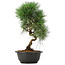 Pinus thunbergii, 36 cm, ± 12 jaar oud