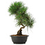 Pinus thunbergii, 36 cm, ± 12 jaar oud