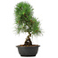 Pinus thunbergii, 36 cm, ± 12 anni