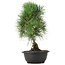 Pinus thunbergii, 36 cm, ± 12 jaar oud