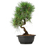 Pinus thunbergii, 36 cm, ± 12 jaar oud