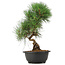 Pinus thunbergii, 36 cm, ± 12 anni