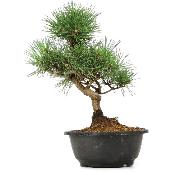 Pinus thunbergii, 31 cm, ± 12 jaar oud