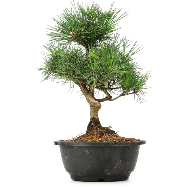 Pinus thunbergii, 31 cm, ± 12 ans