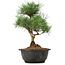 Pinus thunbergii, 31 cm, ± 12 jaar oud