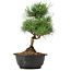 Pinus thunbergii, 31 cm, ± 12 anni