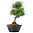 Pinus thunbergii, 31 cm, ± 12 jaar oud