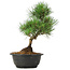 Pinus thunbergii, 31 cm, ± 12 jaar oud