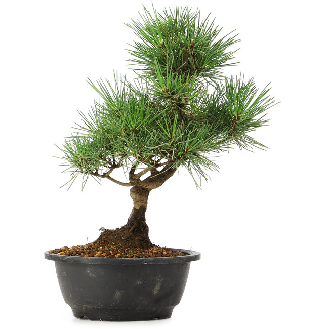 Pinus thunbergii, 31 cm, ± 12 jaar oud