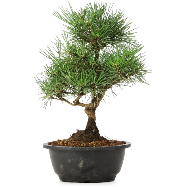 Pinus thunbergii, 31 cm, ± 12 Jahre alt