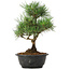 Pinus thunbergii, 31 cm, ± 12 jaar oud