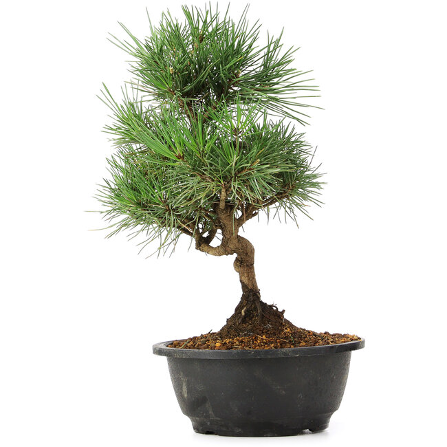 Pinus thunbergii, 31 cm, ± 12 años