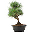 Pinus thunbergii, 31 cm, ± 12 jaar oud