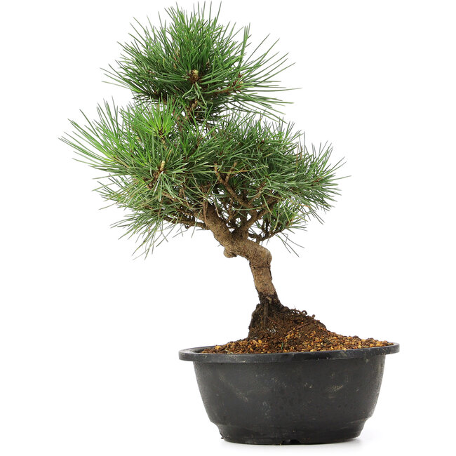 Pinus thunbergii, 31 cm, ± 12 anni