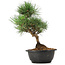 Pinus thunbergii, 31 cm, ± 12 anni