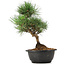 Pinus thunbergii, 31 cm, ± 12 jaar oud