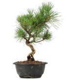 Pinus thunbergii, 34 cm, ± 12 jaar oud