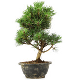Pinus thunbergii Kotobuki, 27 cm, ± 8 jaar oud