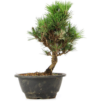 Pinus thunbergii Kotobuki, 23 cm, ± 8 anni