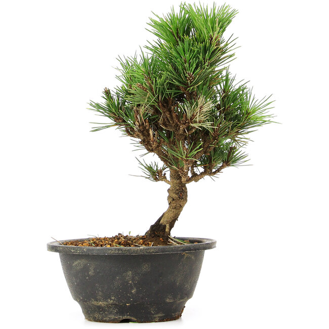 Pinus thunbergii Kotobuki, 23 cm, ± 8 anni