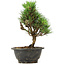 Pinus thunbergii Kotobuki, 23 cm, ± 8 jaar oud