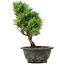 Pinus thunbergii Kotobuki, 23 cm, ± 8 jaar oud