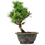 Pinus thunbergii Kotobuki, 23 cm, ± 8 anni