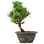 Pinus thunbergii Kotobuki, 23 cm, ± 8 years old