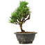 Pinus thunbergii Kotobuki, 23 cm, ± 8 anni