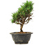 Pinus thunbergii Kotobuki, 23 cm, ± 8 jaar oud