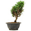 Pinus thunbergii Kotobuki, 23 cm, ± 8 anni