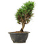 Pinus thunbergii Kotobuki, 23 cm, ± 8 Jahre alt