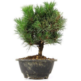 Pinus thunbergii Kotobuki, 21 cm, ± 8 jaar oud