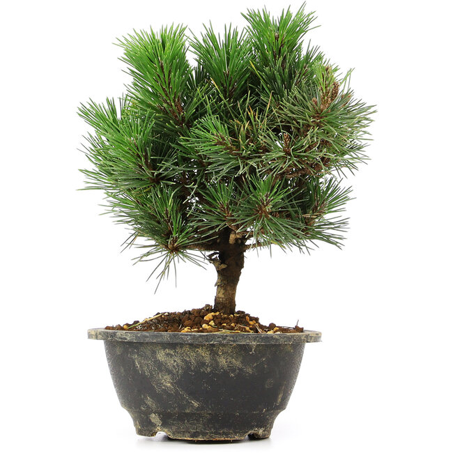 Pinus thunbergii Kotobuki, 21 cm, ± 8 jaar oud