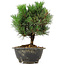 Pinus thunbergii Kotobuki, 21 cm, ± 8 anni