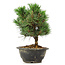 Pinus thunbergii Kotobuki, 21 cm, ± 8 jaar oud