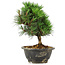 Pinus thunbergii Kotobuki, 21 cm, ± 8 jaar oud