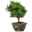 Pinus thunbergii Kotobuki, 21 cm, ± 8 jaar oud