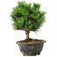 Pinus thunbergii Kotobuki, 21 cm, ± 8 Jahre alt