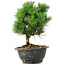 Pinus thunbergii Kotobuki, 21 cm, ± 8 anni