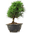 Pinus thunbergii Kotobuki, 21 cm, ± 8 anni