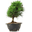 Pinus thunbergii Kotobuki, 21 cm, ± 8 years old