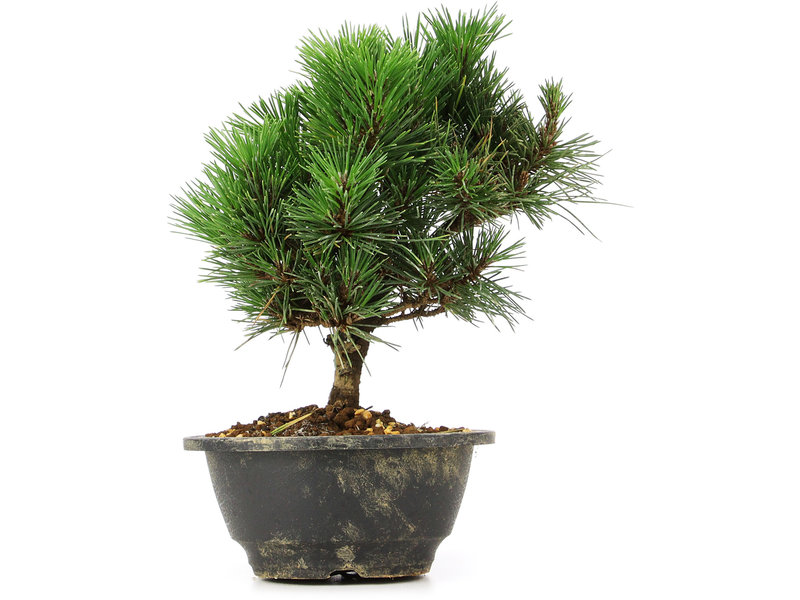 Pinus thunbergii Kotobuki, 21 cm, ± 8 jaar oud