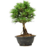 Pinus thunbergii Kotobuki, 26 cm, ± 8 jaar oud