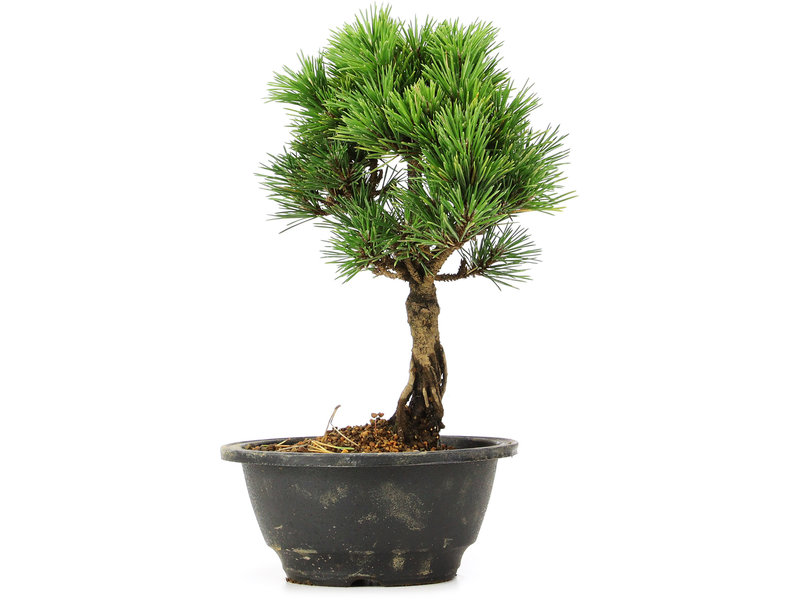 Pinus thunbergii Kotobuki, 22 cm, ± 8 jaar oud