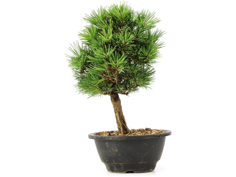 Pinus thunbergii Kotobuki, 25 cm, ± 8 jaar oud