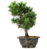 Pinus thunbergii Kotobuki, 25 cm, ± 8 jaar oud